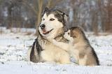 ALASKAN MALAMUTE 325